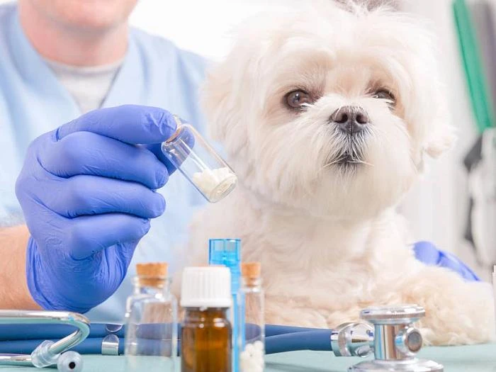 Автоматизация ветеринарной аптеки: выбираем программу правильно